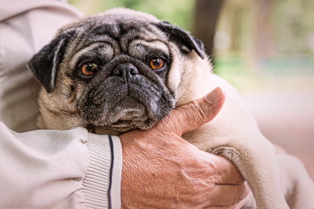 old man, pug, park-2090377.jpg